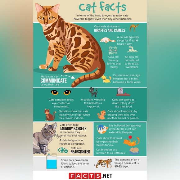 $2 Heart and paw print stainless steel stud earrings. New black. $2 if b… - Picture 6 of 16